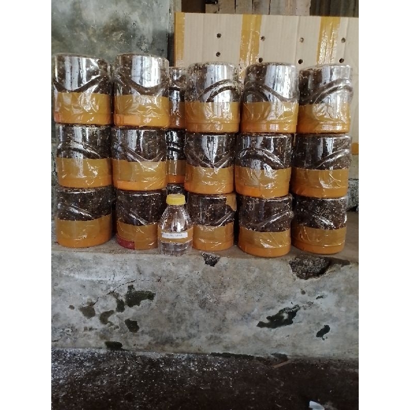 bibit kroto super semut rangrang paket 10 toples +ratu 1ekor