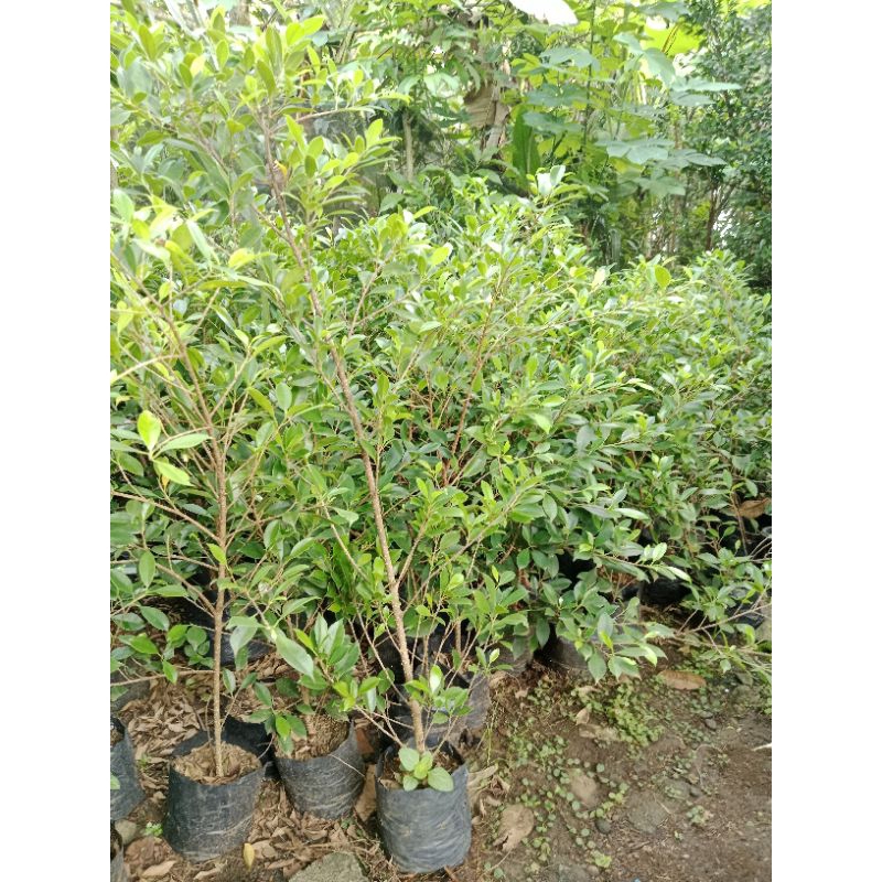 kimeng rawatan hasil cangkok uk jempol kaki