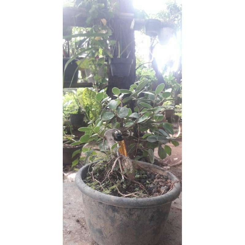 Bonsai Dolar Mame
