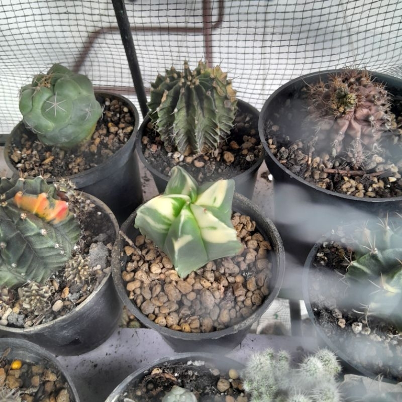 Astrophytum Myriostigma Kikko Varigata