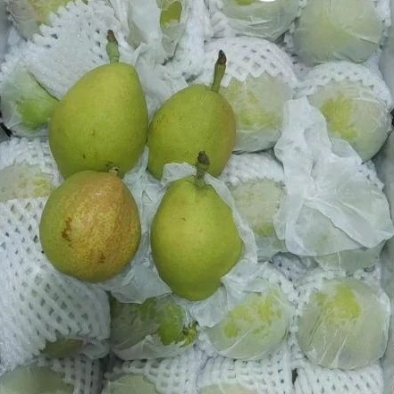 

Pear Xiangli