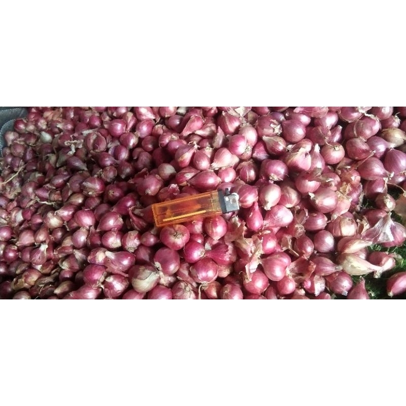 

bawang merah probolinggo asli