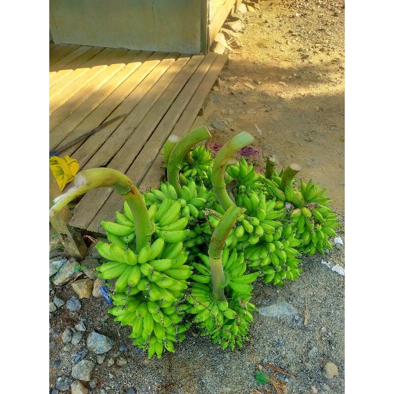 

pisang