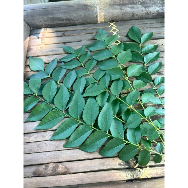 

Daun kari 25gr