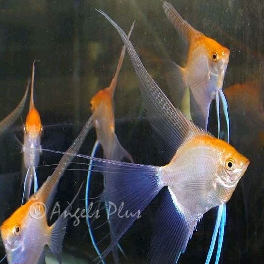 PAKET INDUKAN MANFISH RED EYE SLAYER MALE - ETALASE