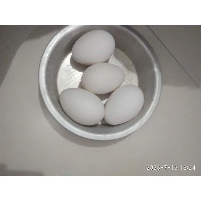 

Telur Soang Fertil/ Tembuhuk