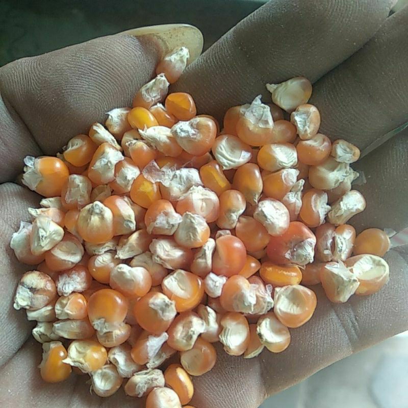 

Jagung Tanggung