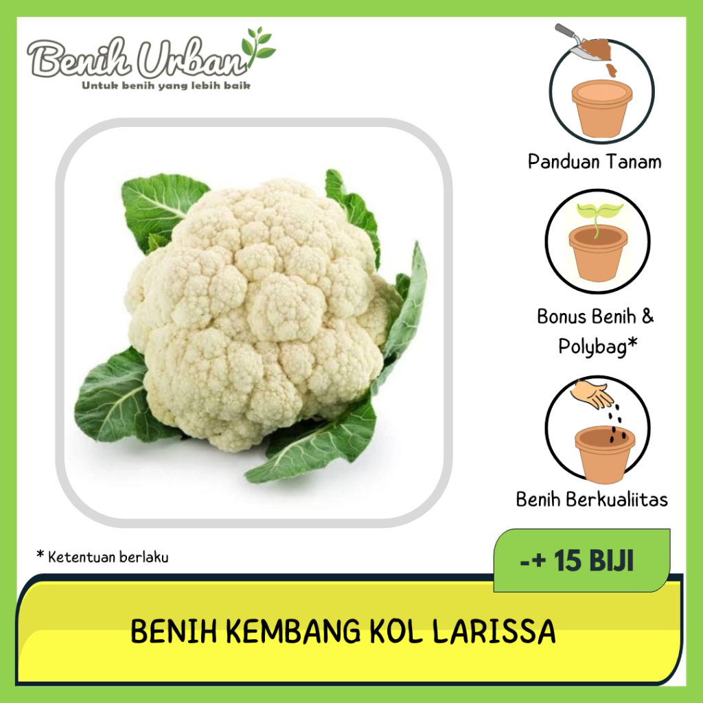 10 Biji Benih Sayur Kembang Kol Brokoli Putih Bunga Kol Brungkul Cap Panah Merah