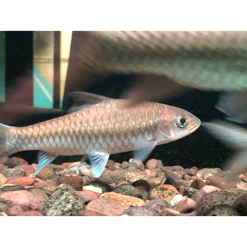 neo strahceyi/thailand blue mahseer