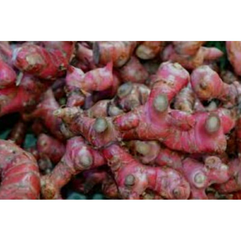 

LENGKOAS,LAOS,LAJA..1 Kg HERBAL REMPAH,BUMBU DAPUR