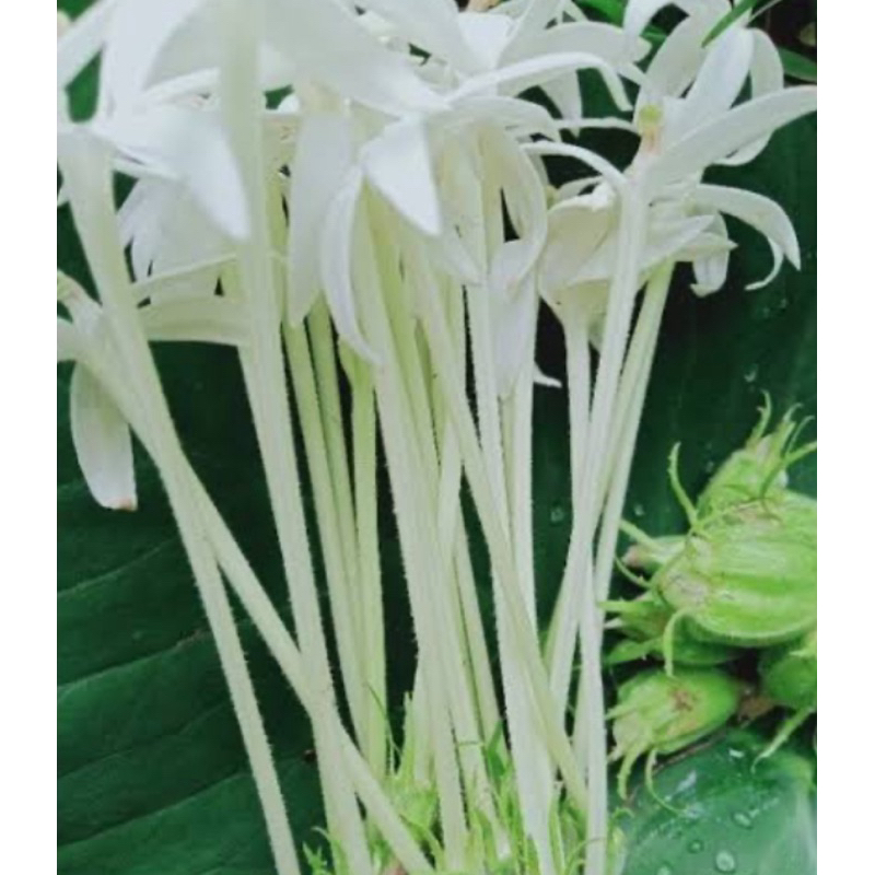 

Bunga kitolod segar petik langsung-az