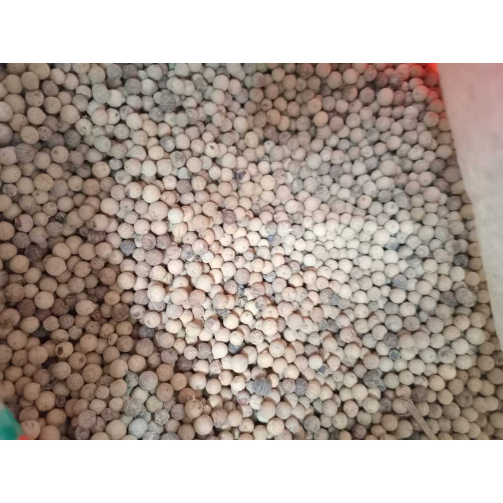 

lada mpa putih 1 kg