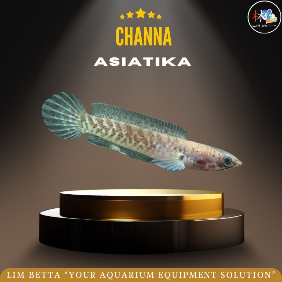 CHANNA ASIATIKA / IKAN CHANNA ASIATIKA / IKAN HIAS CHANNA