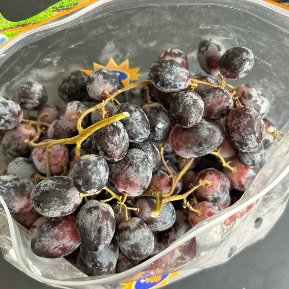 Anggur Black Autumn  | Autumn Black Grape Seedless | Anggur Hitam Nonbiji