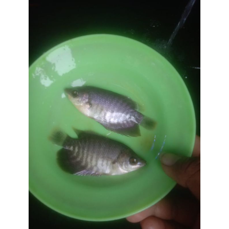 bibit gurame 50 ekor