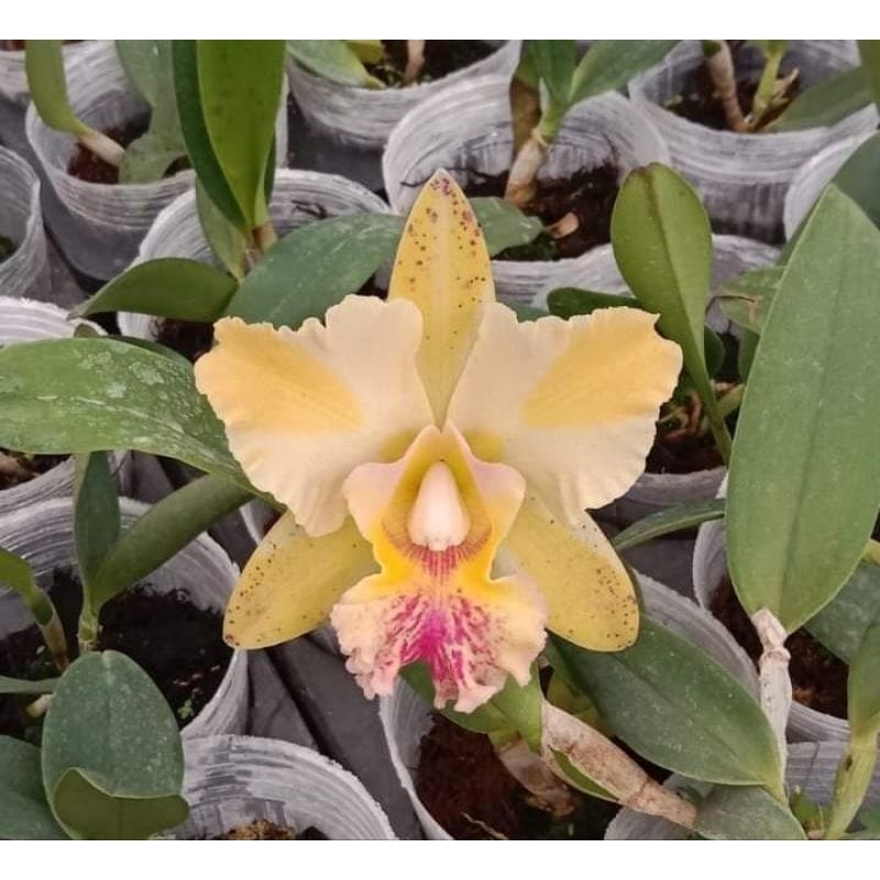 Anggrek Catleya Nacornchaisri delight x Tianmu sesame