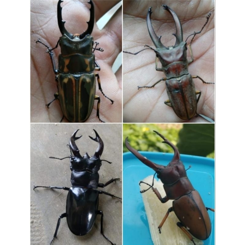 4 jenis kumbang capit hidup