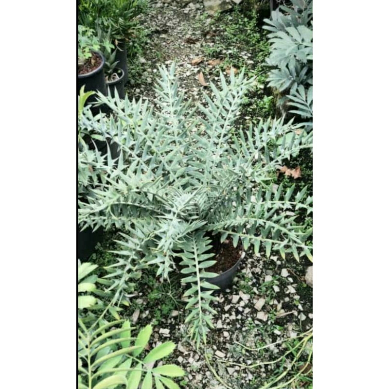 Encephalartos horridus
