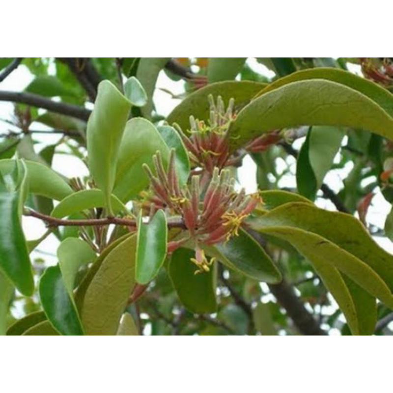 

Benalu mangga segar petik langsung 500 gram-az