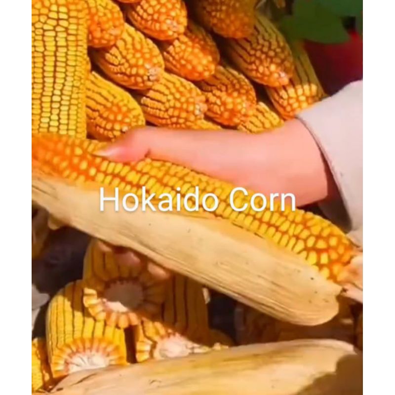 Benih Jagung Jepang Raksasa @ 1000 gram