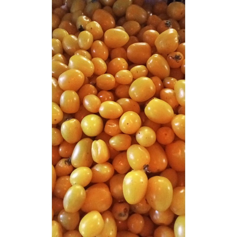 

tomat cerry kuning/250gr