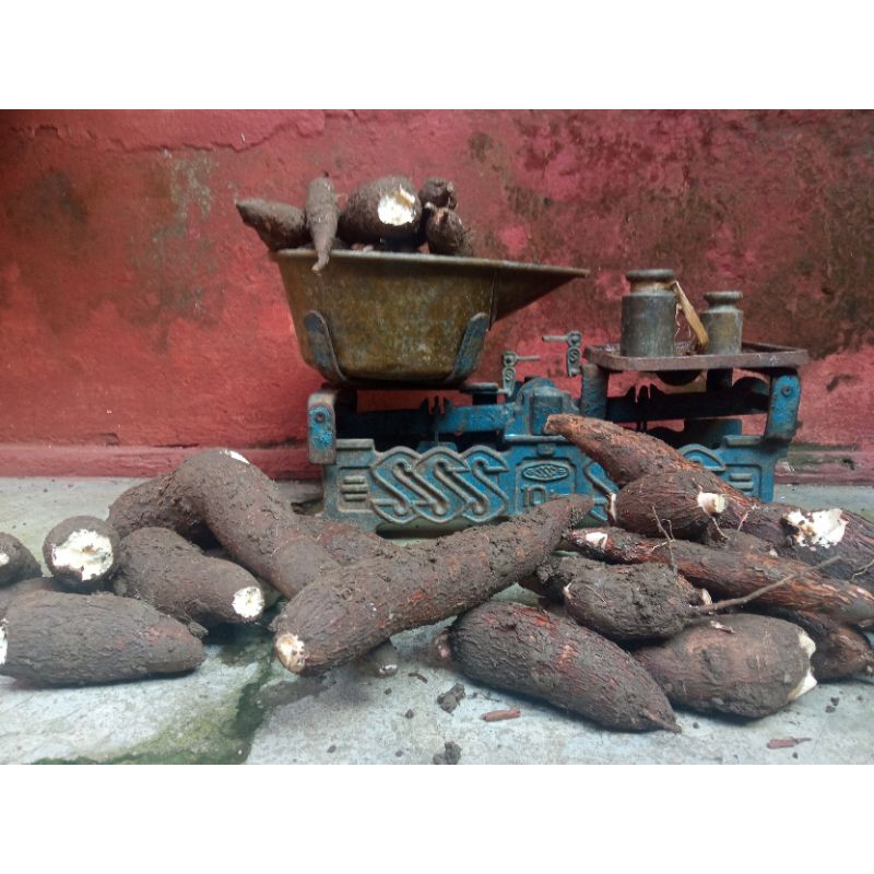 

SINGKONG PULEN PUTIH/SINGKONG MADU/SINGKONG TANAH