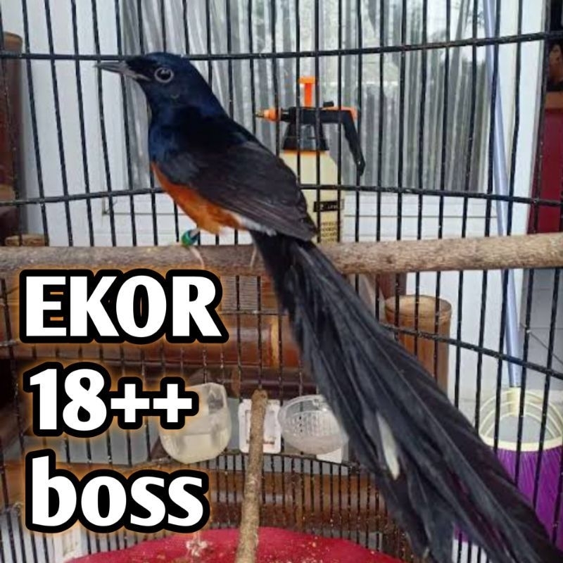 Murai Batu Jantan Prospek