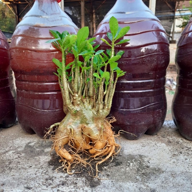 Adenium Arabikum,Adenium Arabicum Yaman Karakter BB