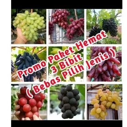 Bibit anggur import tinggi 1 meter dapat 3 bebas pilih varian jenis