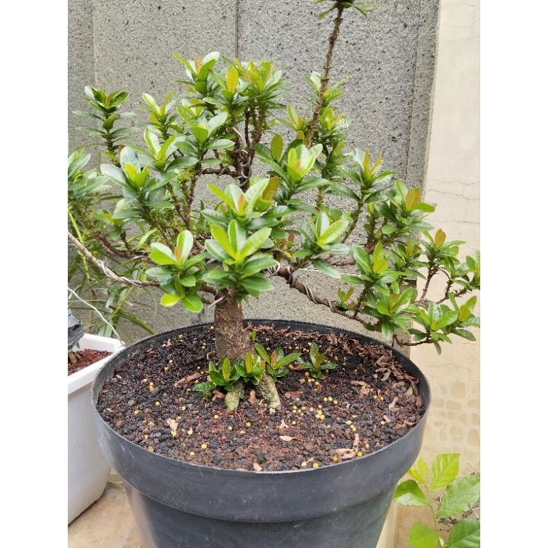 bahan bonsai asoka bunga merah