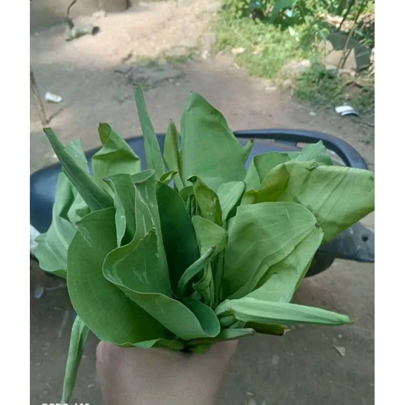

Daun Genjer Langsung Petik Satu Ikat