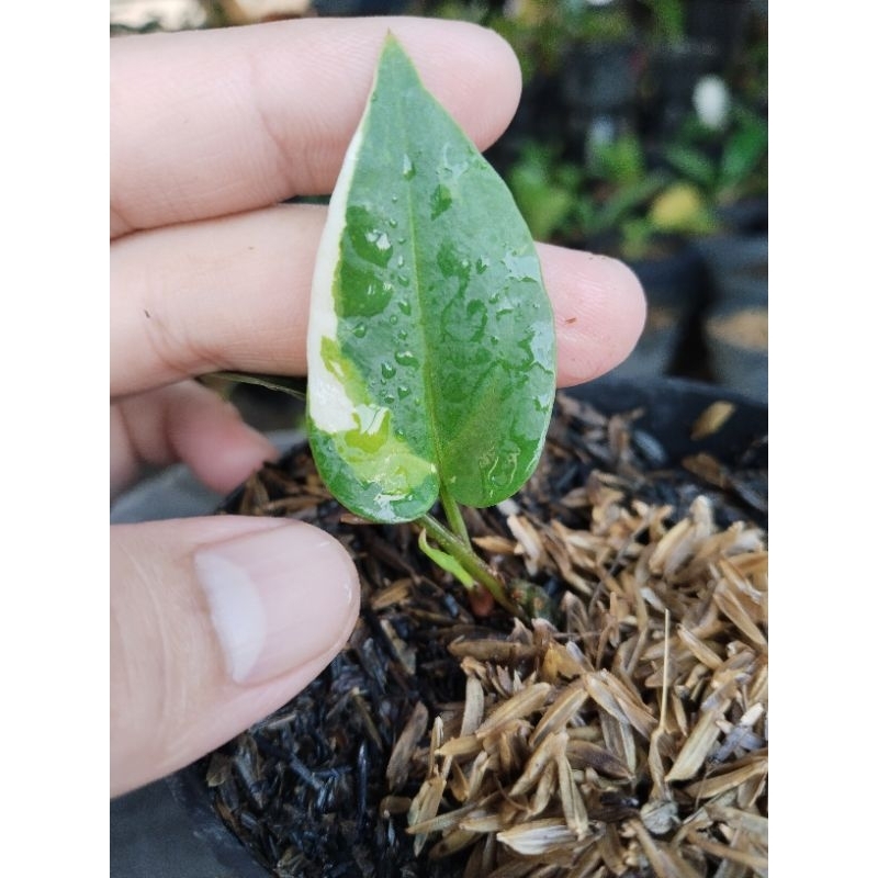 anthurium paketan 3 pohon ( obor remaja. mangkok Tornado varigata dan hokeri pink tricolor)