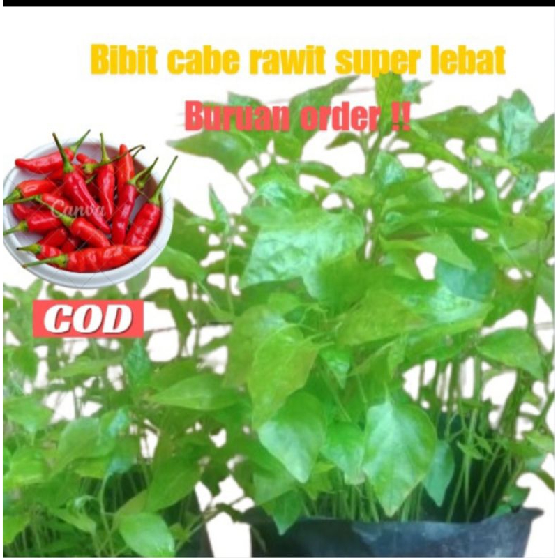 Bibit cabe rawit merah berbuah lebat | bibit cabe rawit setan | bibit cabe nesar | bubit cabe lokak 