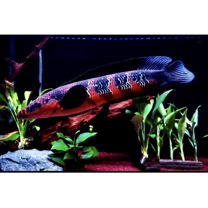 Red Barito asli 3-5cm Grade A+ Simet simet