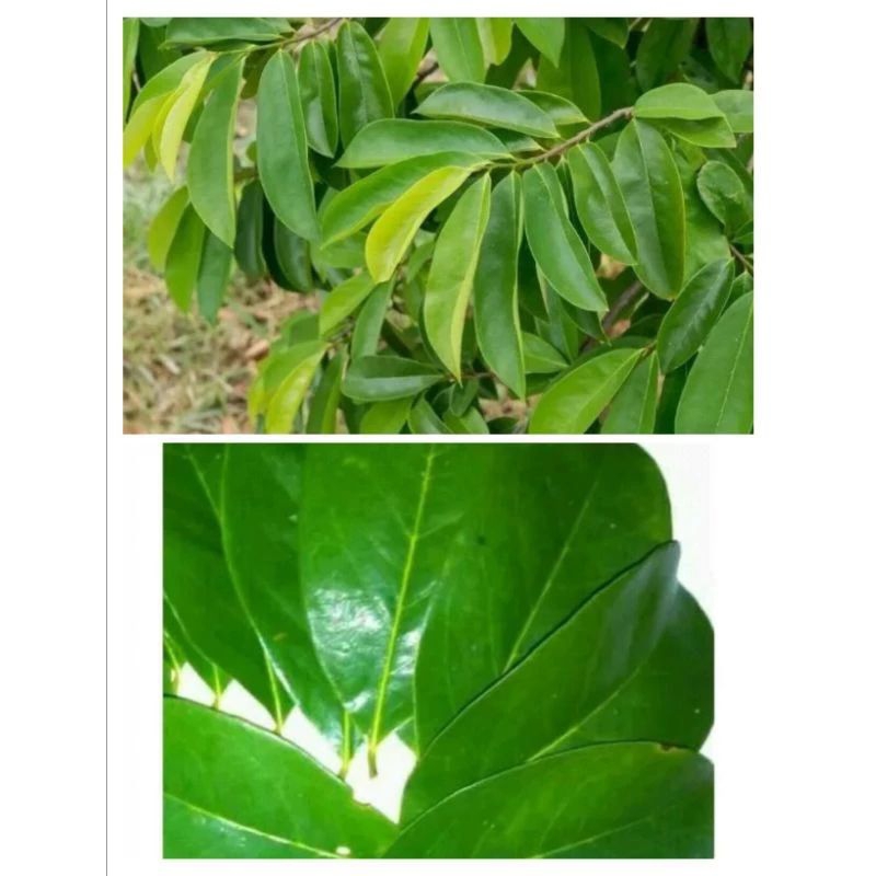 

daun SIRSAK FRESS 100 lembar