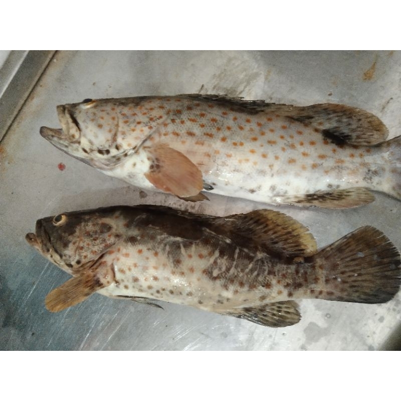 

ikan kerapu karang