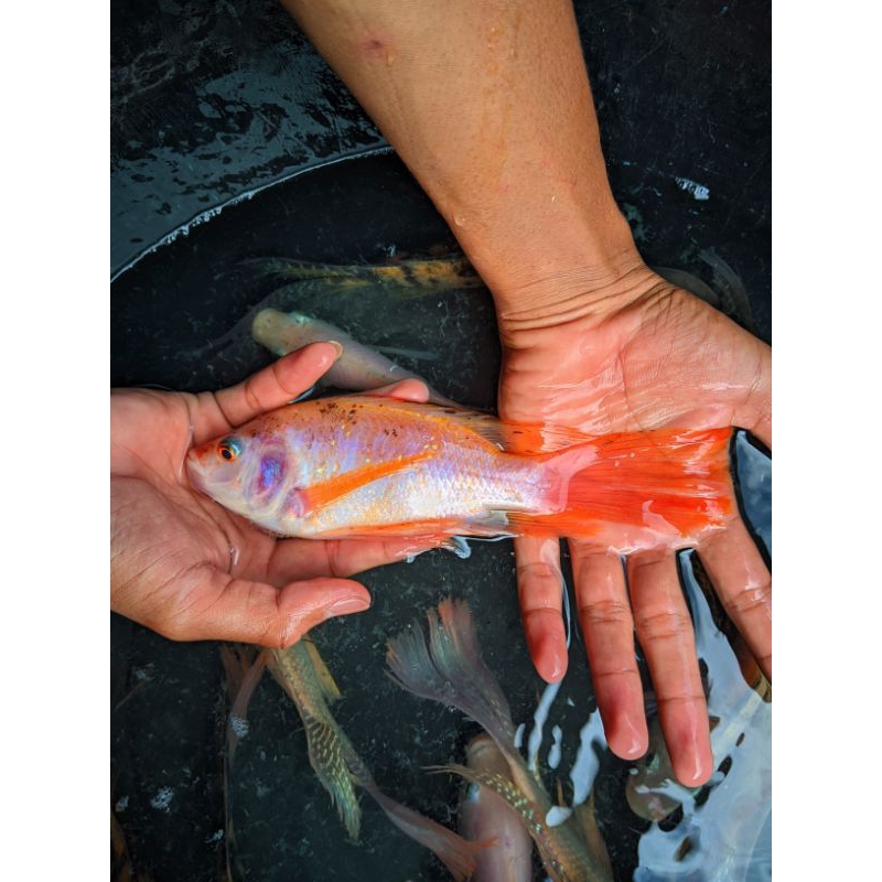 PROMO MURAH 1 paket 12 ekor Nila Slayer ukuran 5-7 cm