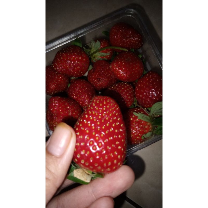 

Strawberry fresh ciwidey/100g,250g,500g