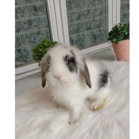 FUZZY LOP FL FUZZY LOOP FUZI LOP FUZI LOOP-2