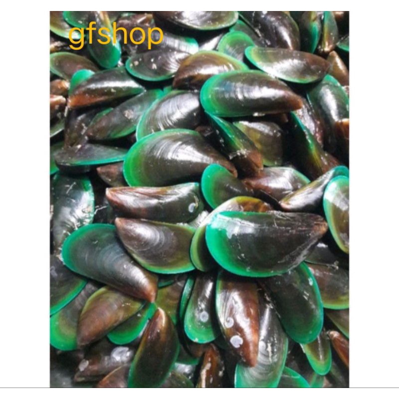 

Kerang Ijo / Kerang Hijau 1000g (BUKAN FROZEN)