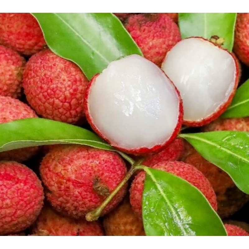 

LECI MERAH CANGKOK/INDUKAN