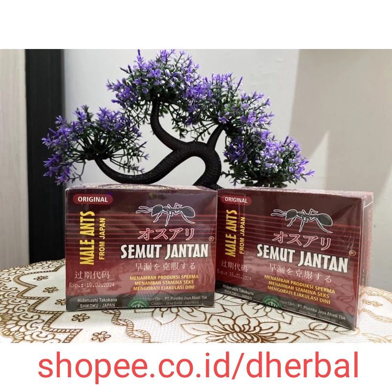 SEMUT JANTAN