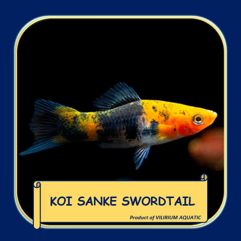 IKAN HIAS AIR TAWAR - PLATIS SANKE / PLATIS PEDANG SANKE / SANKE KOI SWORDTAIL