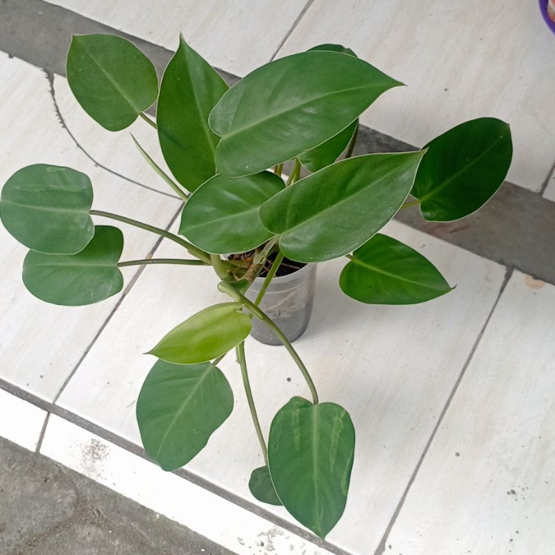 philodendron domesticum