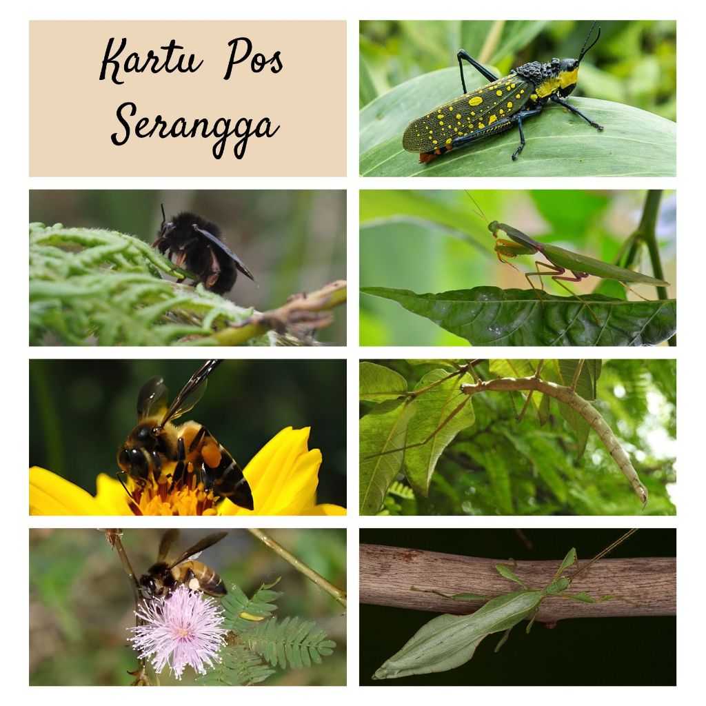 

MC- Kartu pos kartupos Kumbang Kupu Serangga / Beetle Butterfly INSECT ALL Postcard