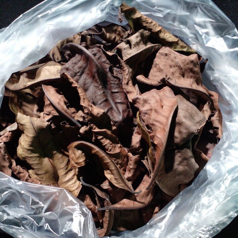 

daun salam kering