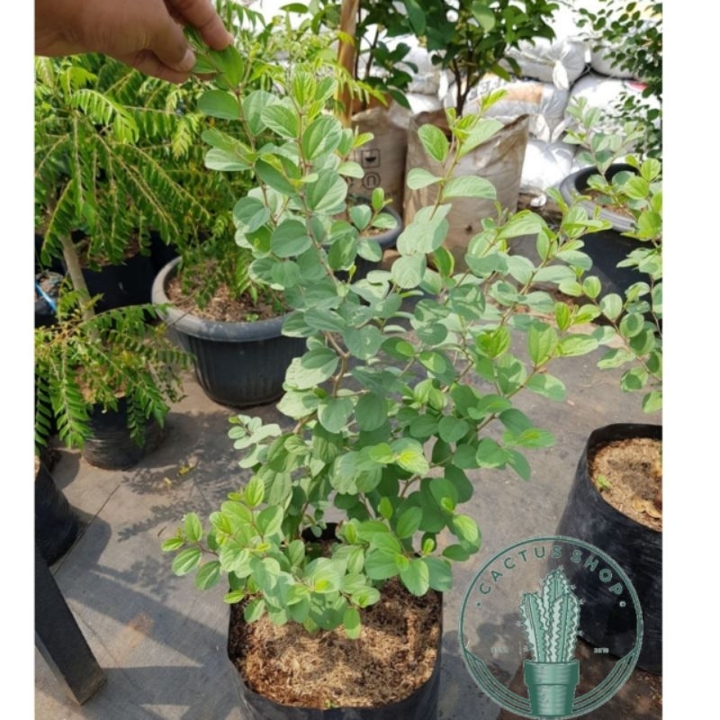 Tanaman Bidara Arab Asli Pohon Bidara Arab 35-40cm / Tanaman Bidara Berkhasiat Daun Bidara Arab Bibi