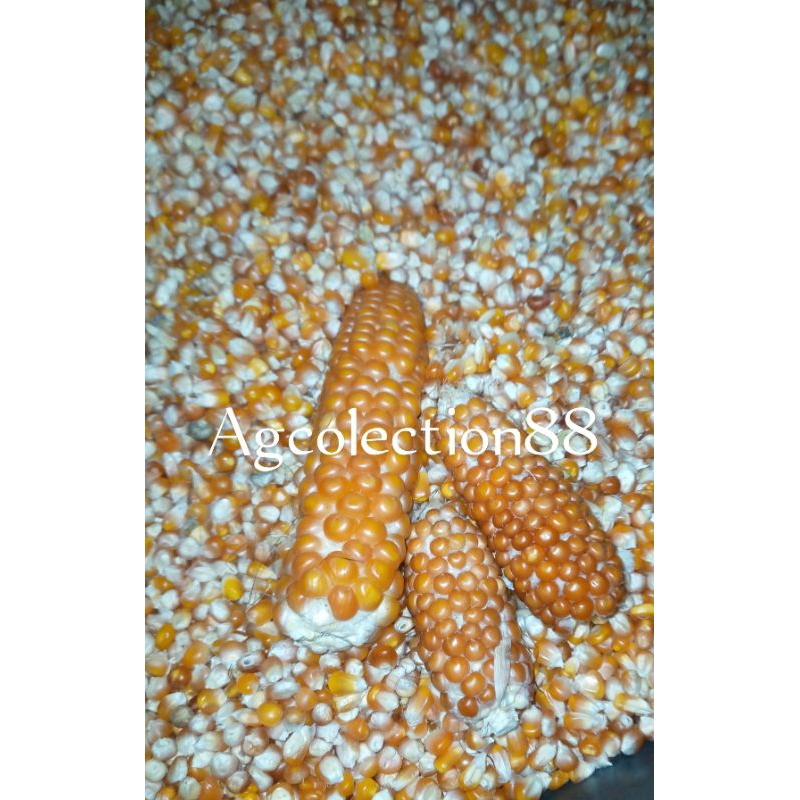 

Jagung kristal kecil madura 500gram