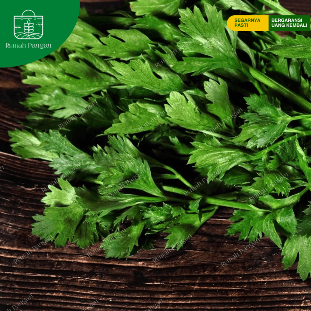 

Daun Seledri