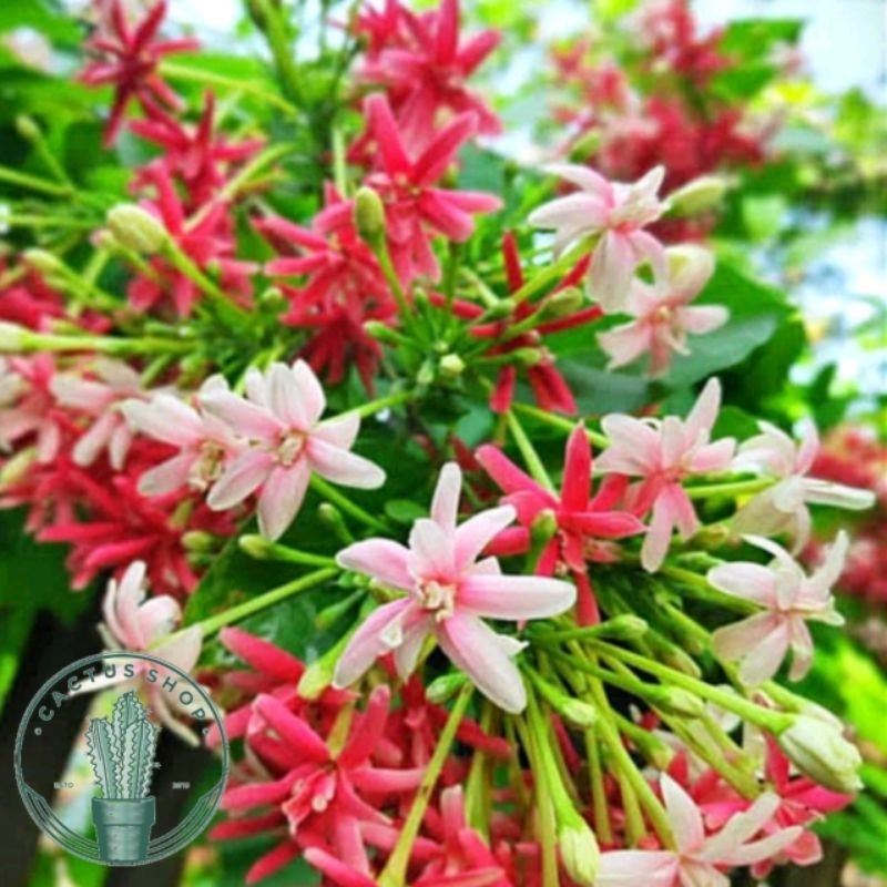 PROMO Tanaman Rambat Melati Belanda Bunga Melati Holland Merah Tanaman Hias Melati Holand Bunga Hias